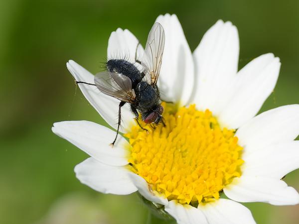 <h3><a href="/trips/ebro/biota/animalia/arthropoda/insecta/diptera/tachinidae/epicampocera succincta/epicampocera succincta-nl.html">Epicampocera&nbsp;succincta</a> /  / </h3>OM-1 Mark II met OLYMPUS M.300mm F4.0, 1/2000 sec  bij F4.0, ISO 320, afstand 1.89&nbsp;m